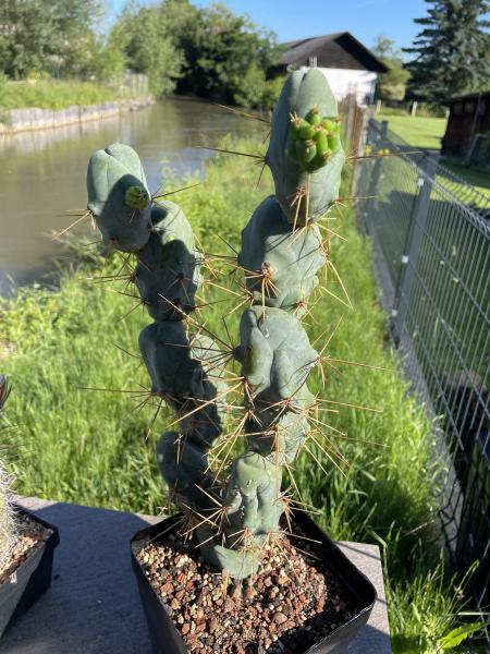 Trichocereus bridgesii monstrosus